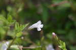 yellowseed false pimpernel